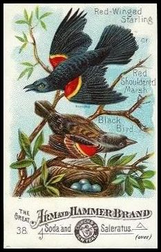 38 Red-Winged Starling